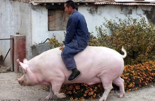 La science pour tous. Le porc est-il vraiment cochon ?