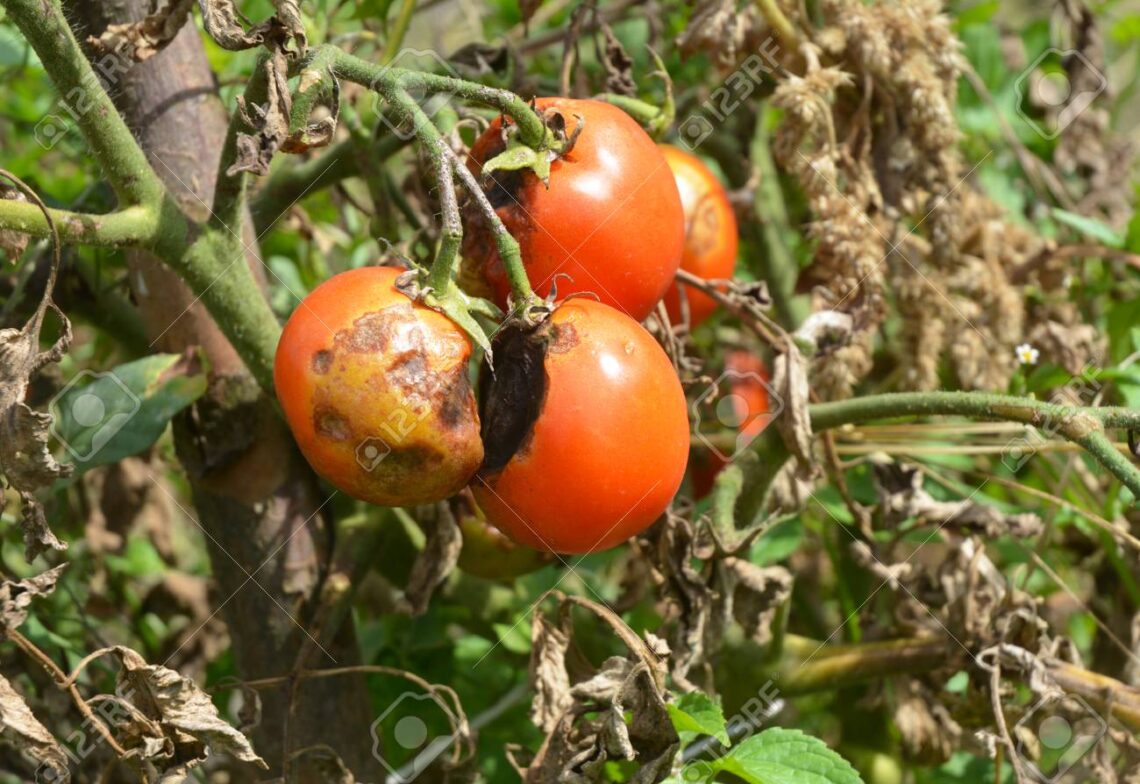 Phytophthora infestans es un oomiceto que causa graves enfermedades