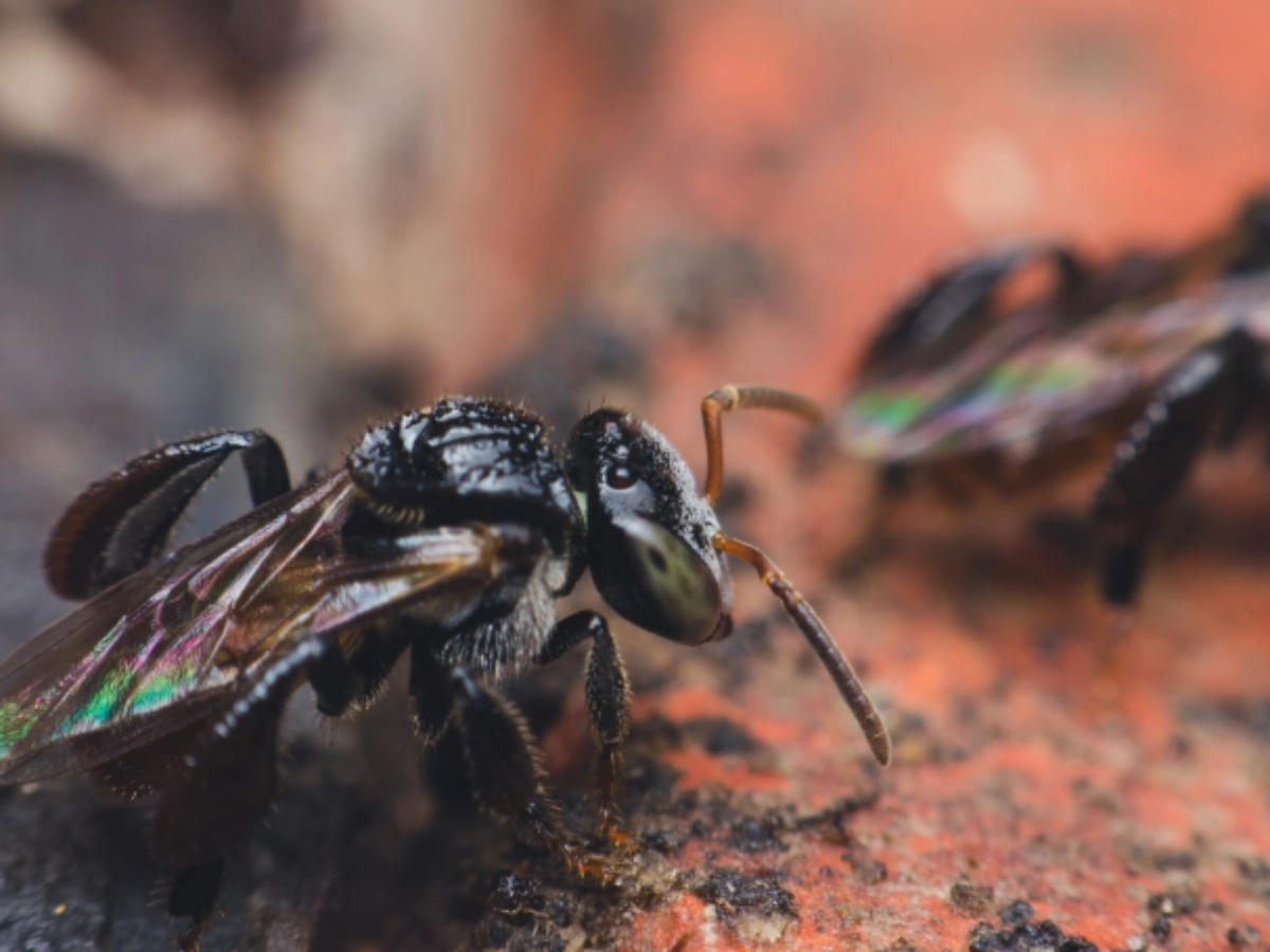 Little Known Carnivorous Bee Species Observed | Near future