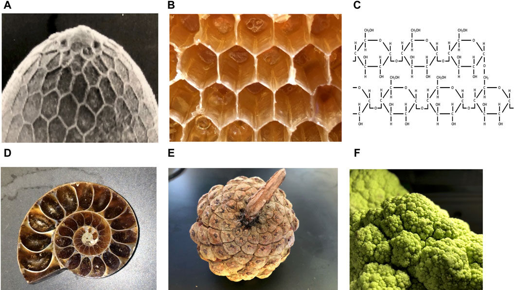 Scoperto un paradosso nell’evoluzione che cambia le regole della biologia