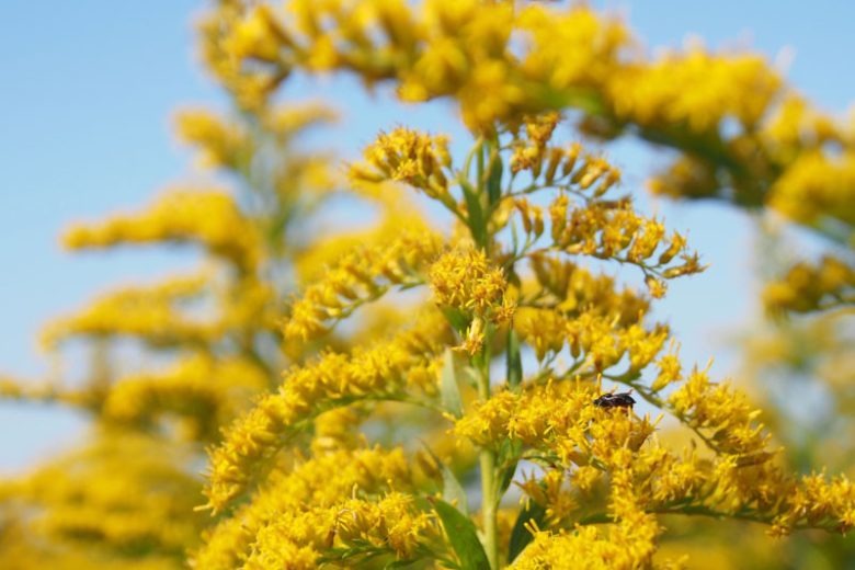 solidago altissima