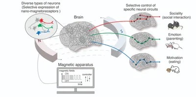 Magnetogenetica 