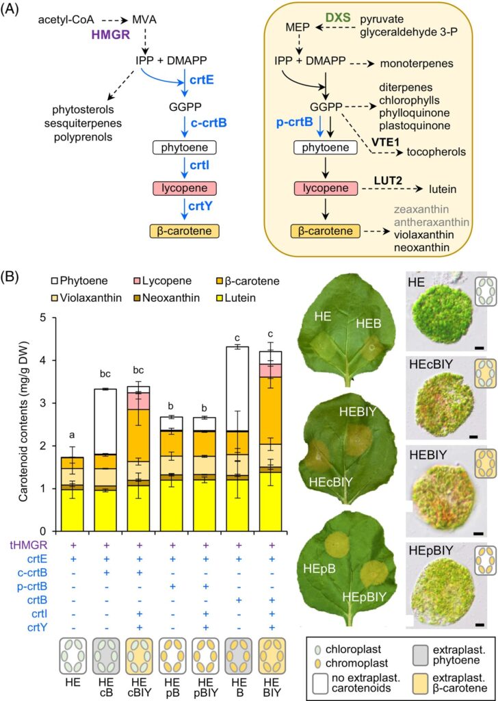 biotecnologia lattuga