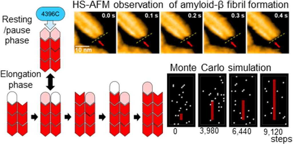 Fibrille amiloidi