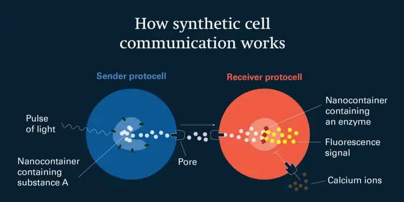 Cellule sintetiche