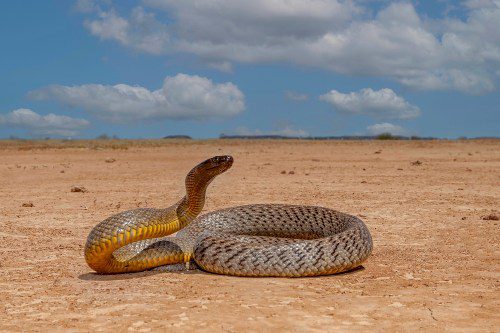 Veleno di serpente 