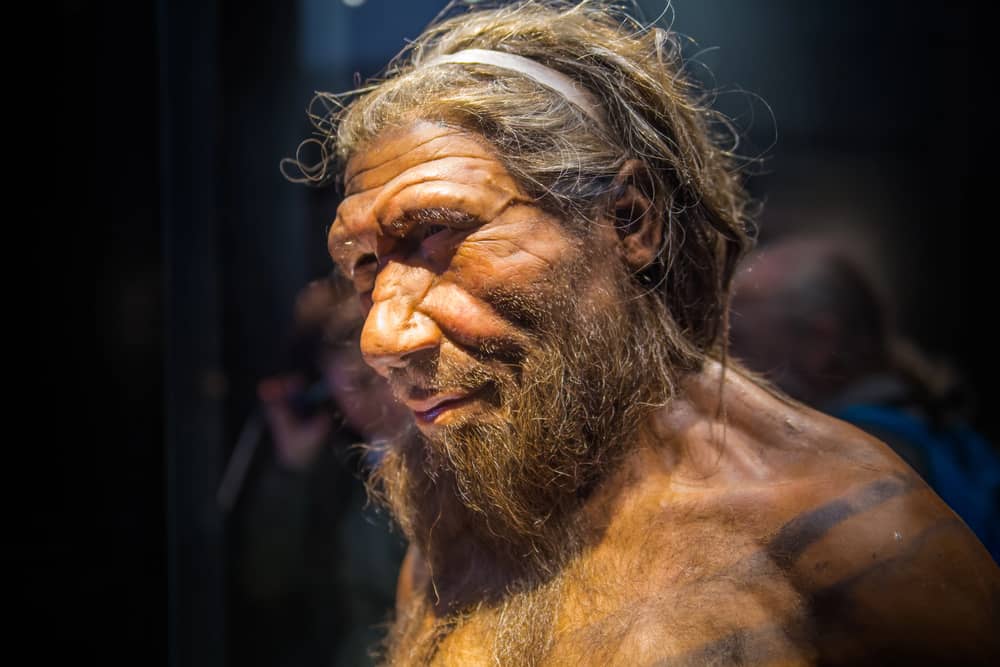 collo di bottiglia neanderthal